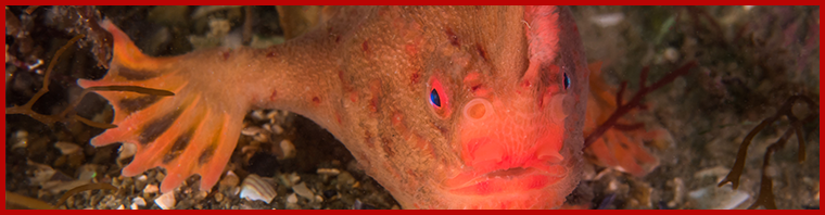 Handfish Conservation Project IMAS