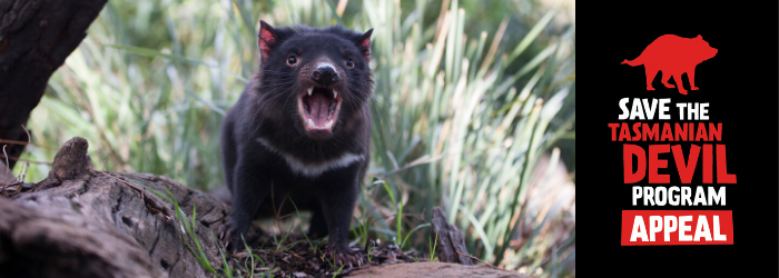 Donate to the Save the Tasmanian Devil Appeal