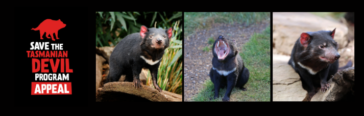 Save the Tasmanian Devil Appeal